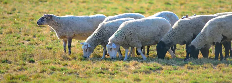 Sheep (Lambs & Mutton)